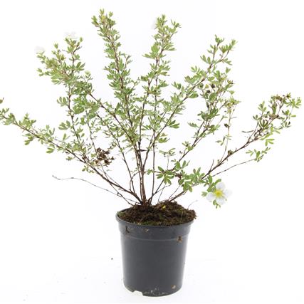 Potentilla fruticosa &