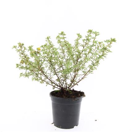 Potentilla fruticosa &