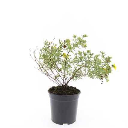 Potentilla f. &