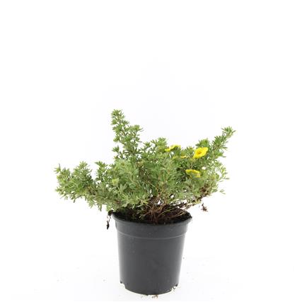 Potentilla fruticosa &