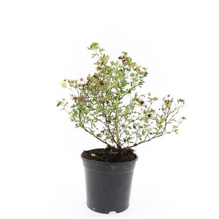 Potentilla f. &