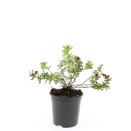 Potentilla fruticosa &