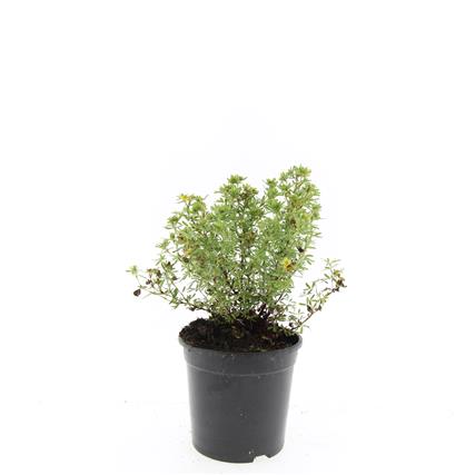 Potentilla f. &