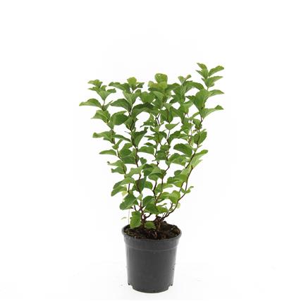 Spiraea densiflora C1,5 (1,5 liters kruka)