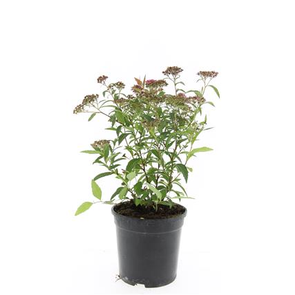 Spiraea japonica &