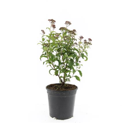 Spiraea japonica &