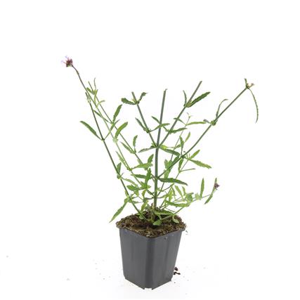 Verbena bonariensis 9 cm kruka