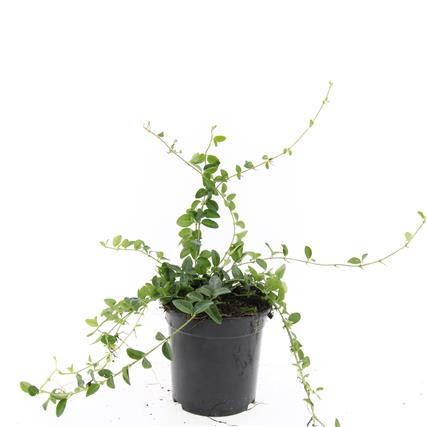 Vinca minor &