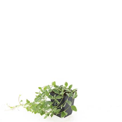 Vinca minor &