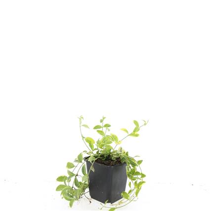 Vinca minor &