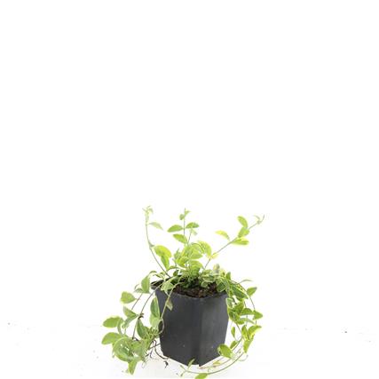 Vinca minor &