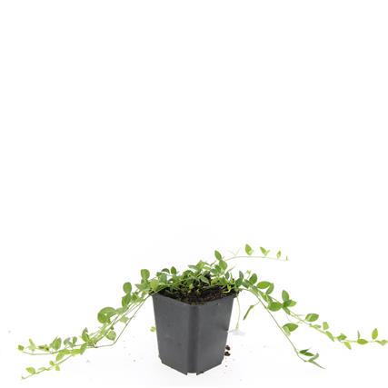 Vinca minor &