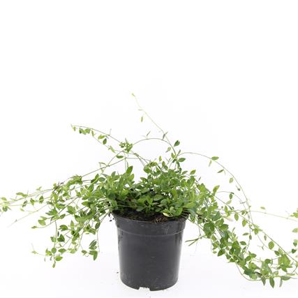Vinca minor &