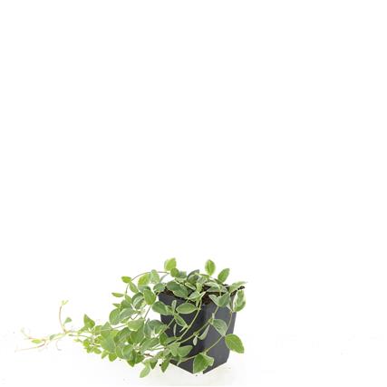 Vinca minor &