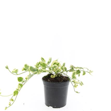 Vinca major &