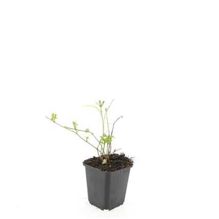 Vinca major &