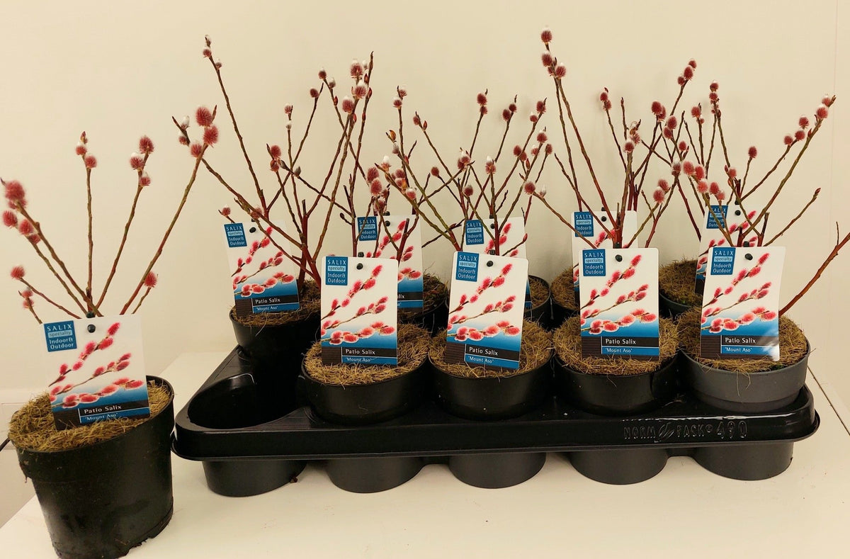 Salix chaenomeles &