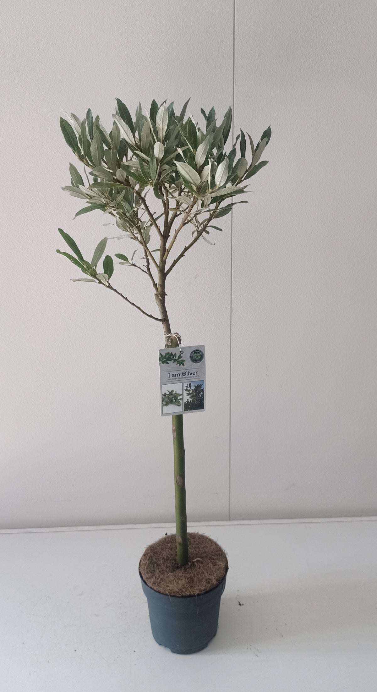 Salix helvetica stam 40 cm C1,5 (1,5 liters kruka / 14 cm kruka)