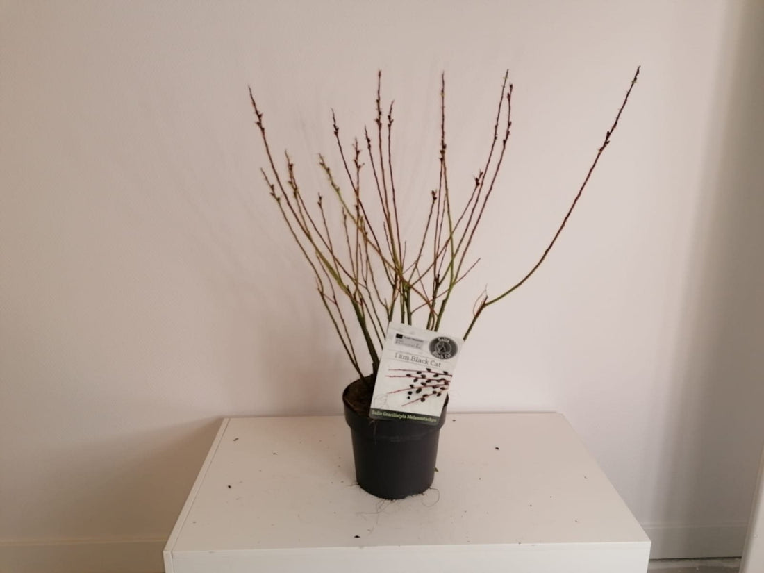 Salix &