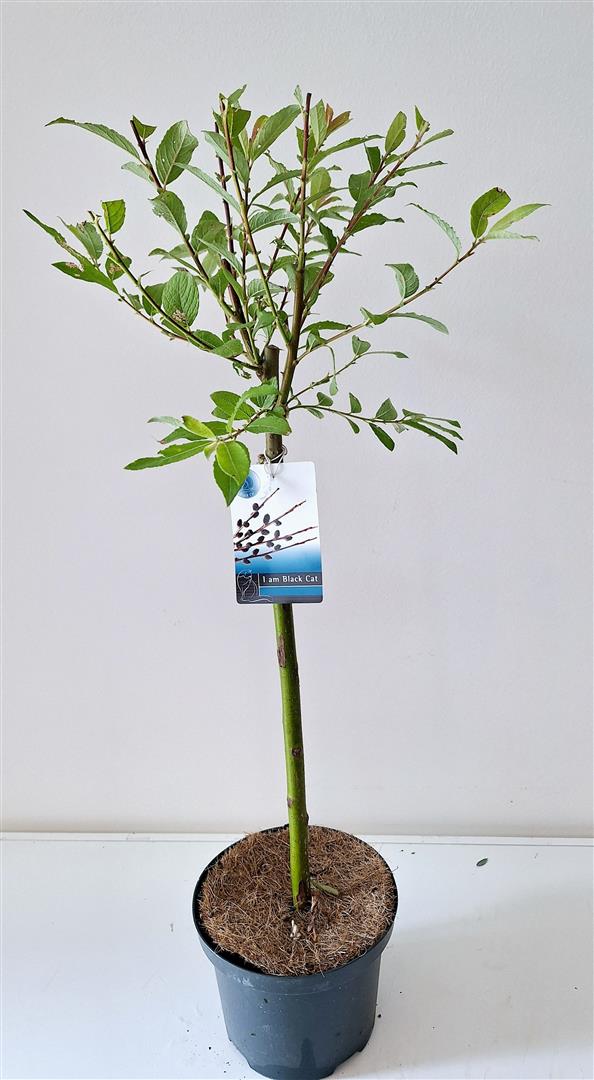 Salix &