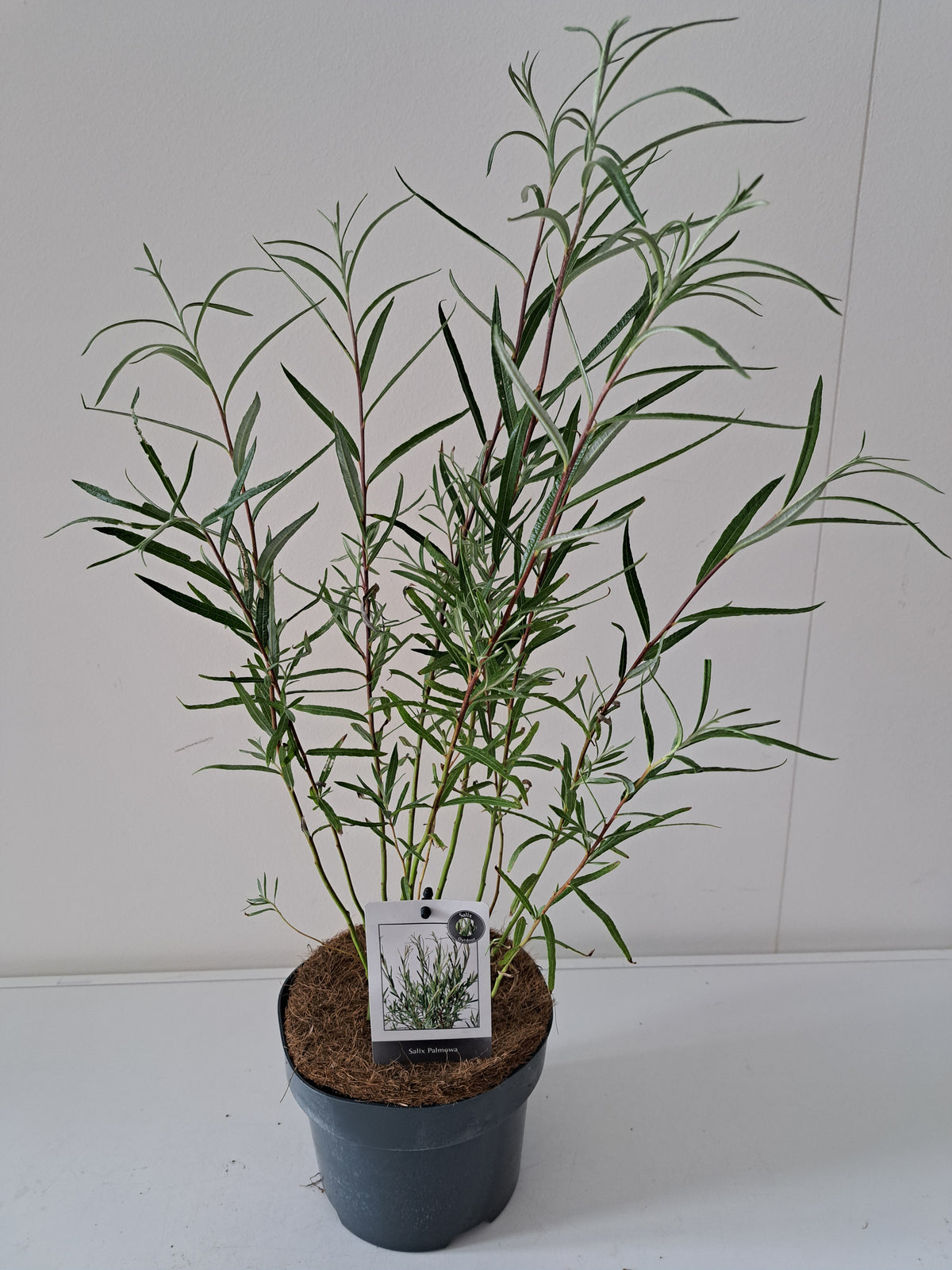 Salix palmova - 12 cm kruka