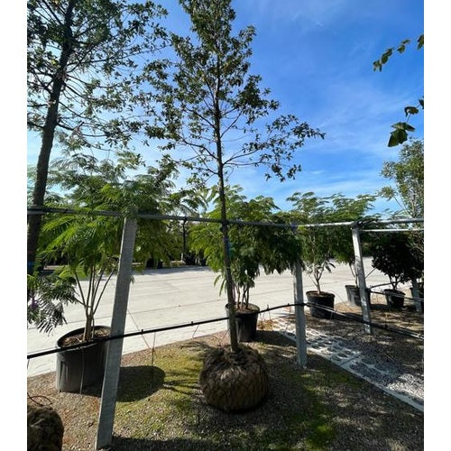 Turkisk ek - Quercus cerris  - Stammens omkrets 20-25 cm, höjd 4-4,5 meter,  HS,