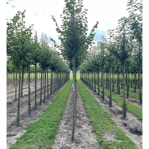 Skogslind - Tilia cordata &