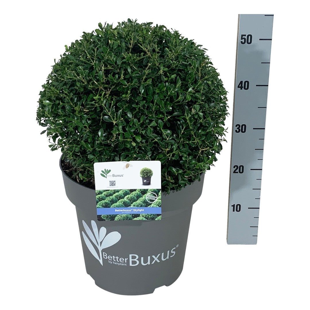 BetterBuxus® &