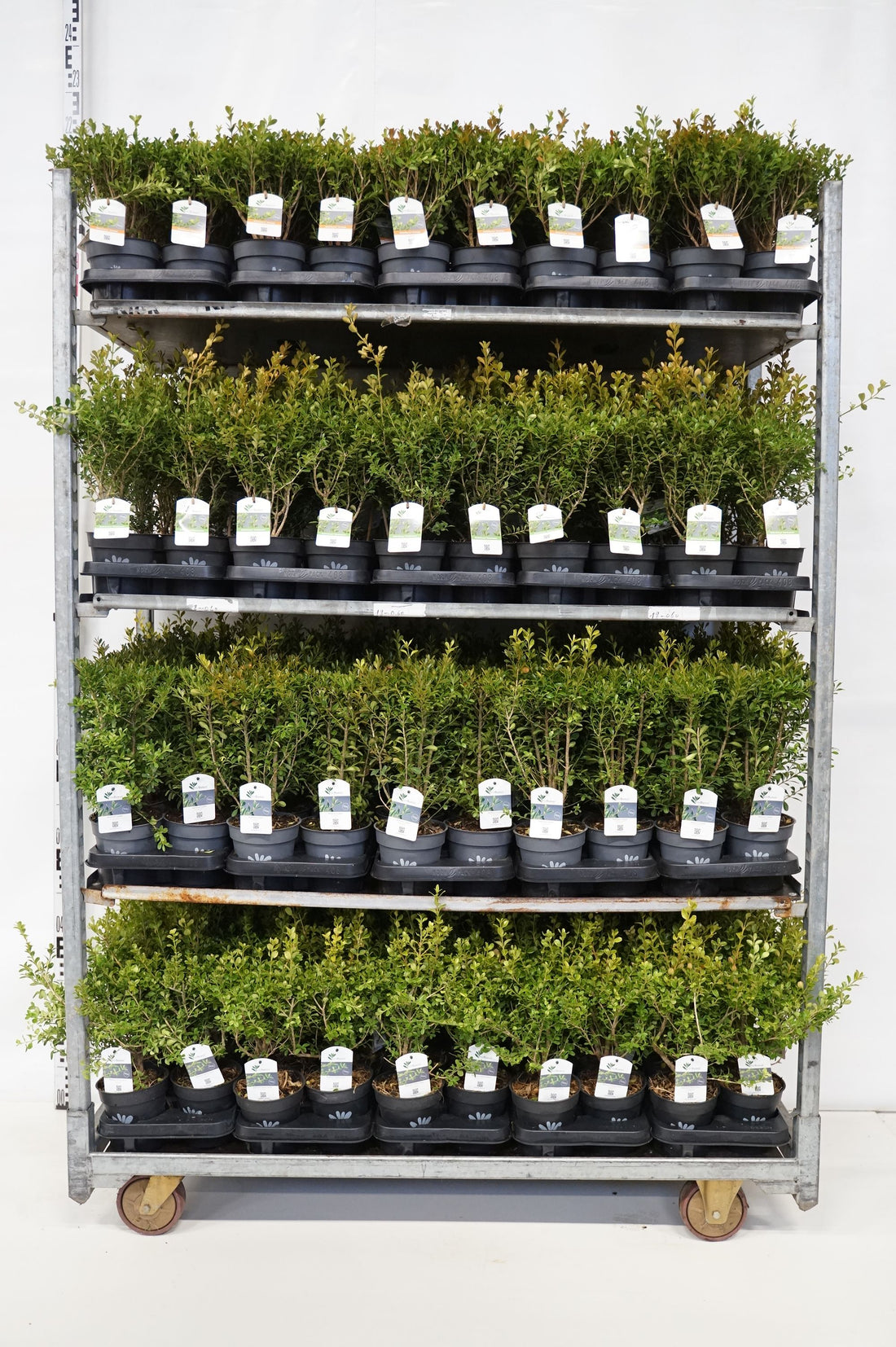 BetterBuxus® i sorter C1 (1 liters kruka) / 13 cm kruka 20-25 cm
