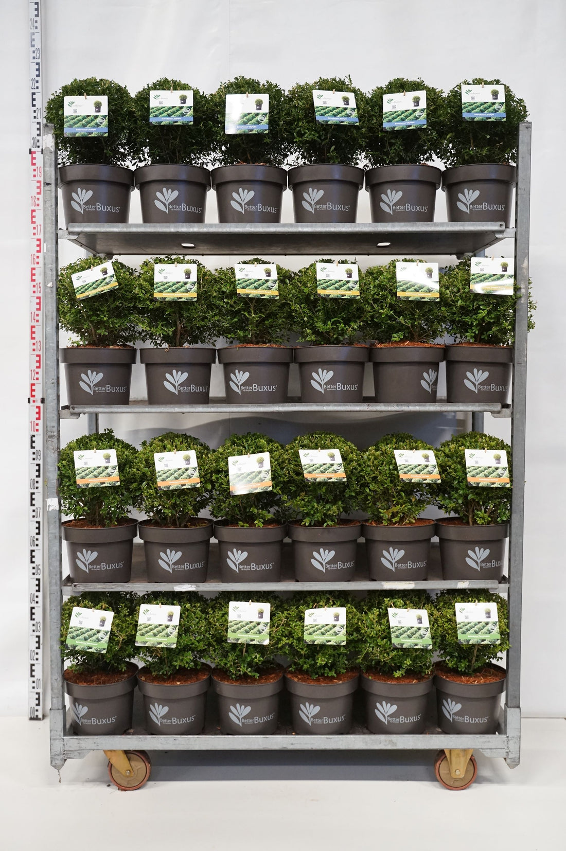 BetterBuxus® i sorter klot 25-30 cm C5 (5 liters kruka) / 23 cm kruka