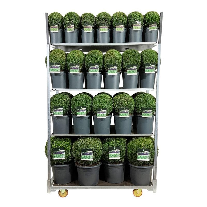 Buxus sempervirens Klot Mix CC