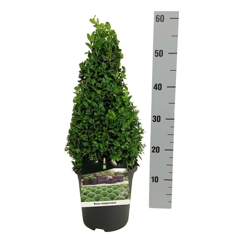 Buxus sempervirens 30-40 cm Kon C3 (3 liters kruka) / 19 cm kruka