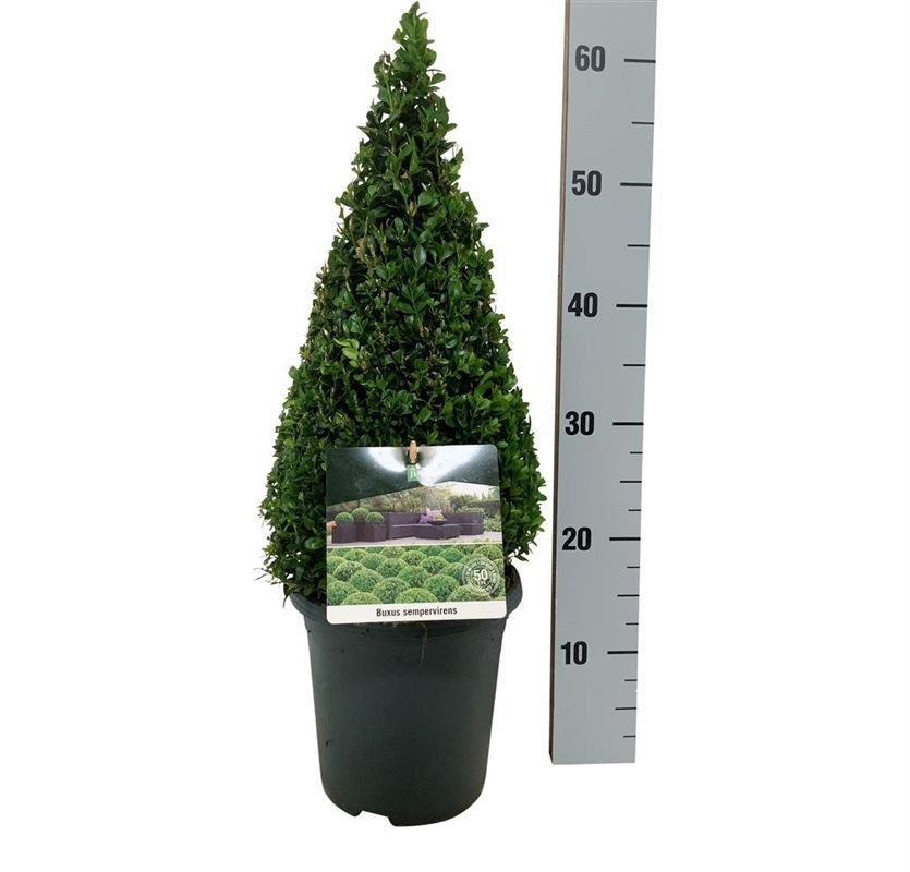 Buxus sempervirens kon 40-50 cm C4 (4 liters kruka)