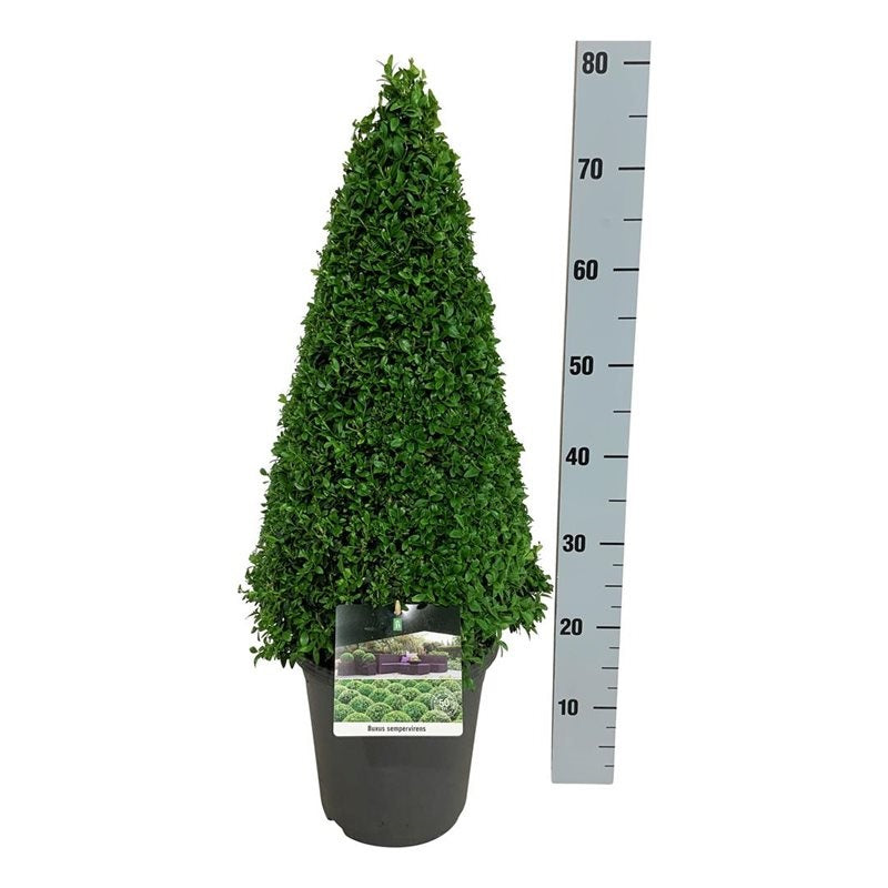 Buxus sempervirens 50-60 cm kon C5 (5 liters kruka)