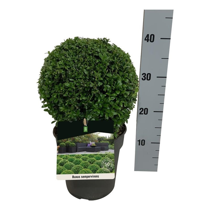 Buxus sempervirens klot 20-25 cm, C3 (3 liters kruka)