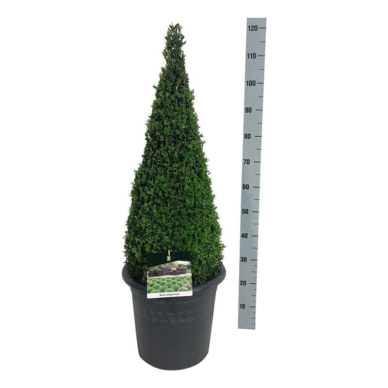 Buxus sempervirens 80-100 cm kon C15 (15 liters kruka)