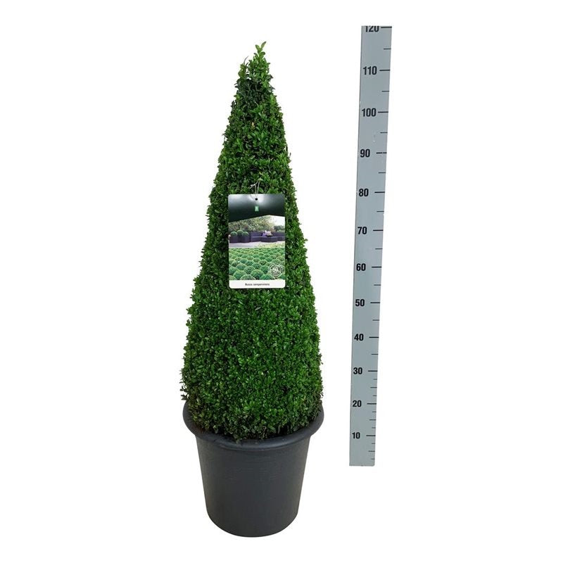 Buxus sempervirens 70-80 cm kon C12 (12 liters kruka) antracit