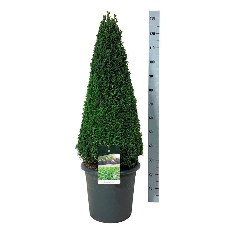 Buxus sempervirens kon 90-100 cm C17 (17 liters kruka)