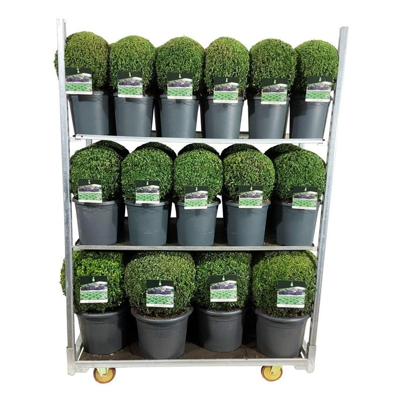 Buxus sempervirens klot MIX CC 2