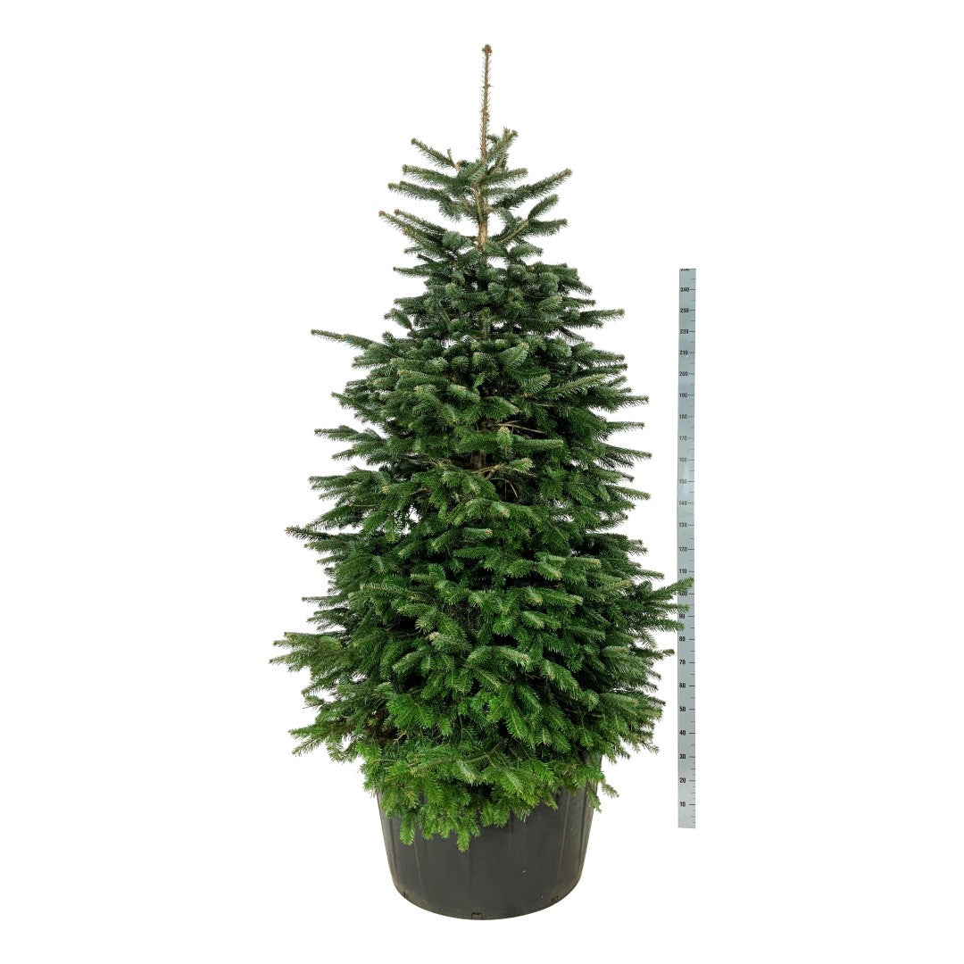 Abies nordmanniana C285 (285 liters kruka) 225-250 cm solitär