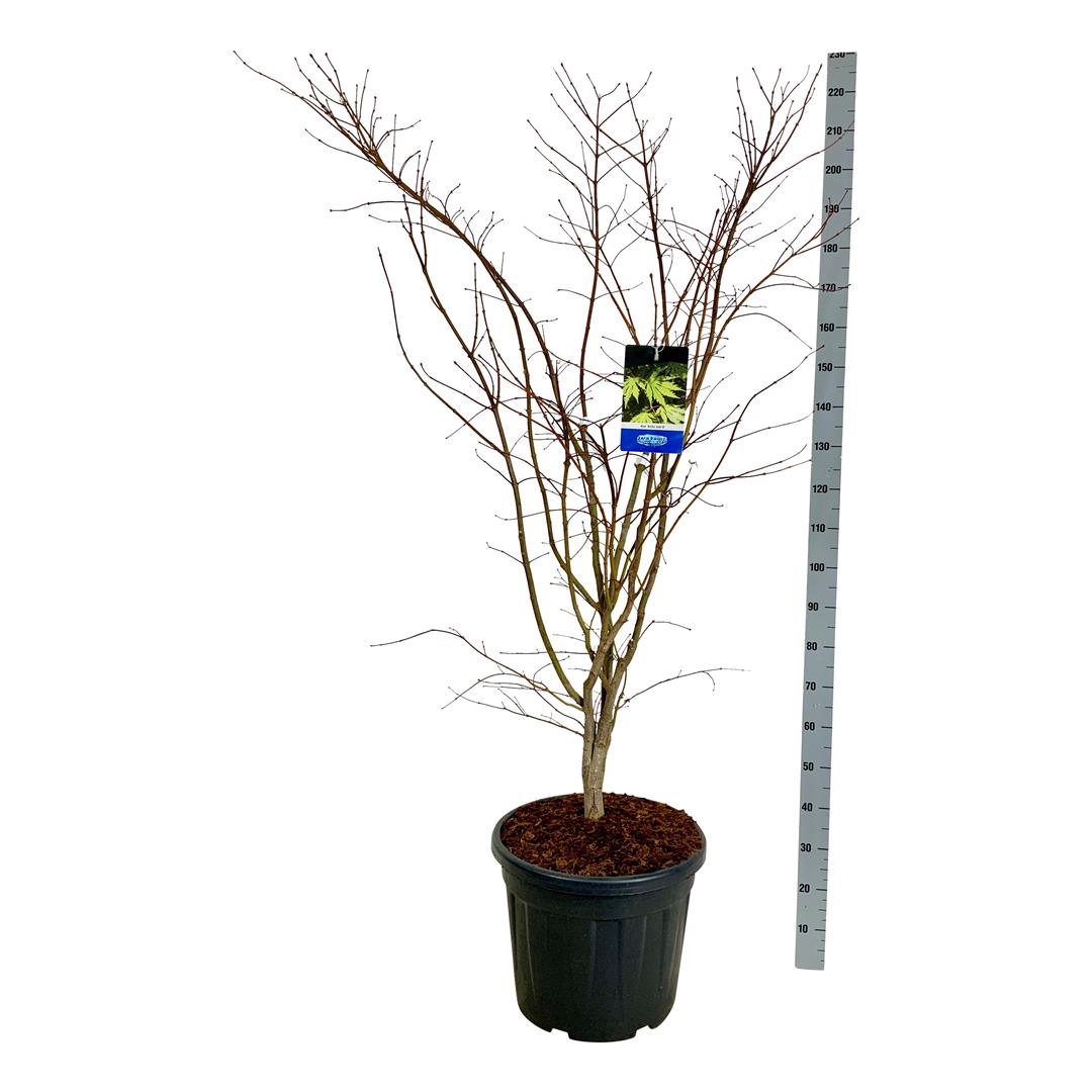 Acer &