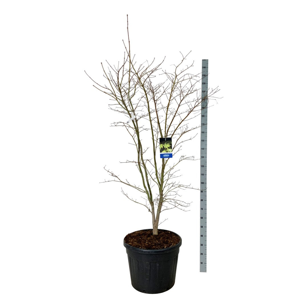 Acer &
