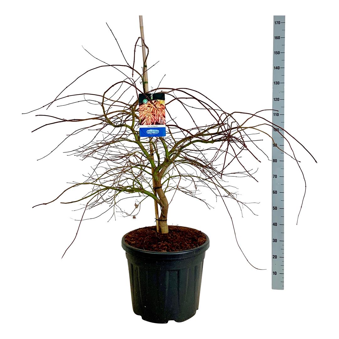 Acer &