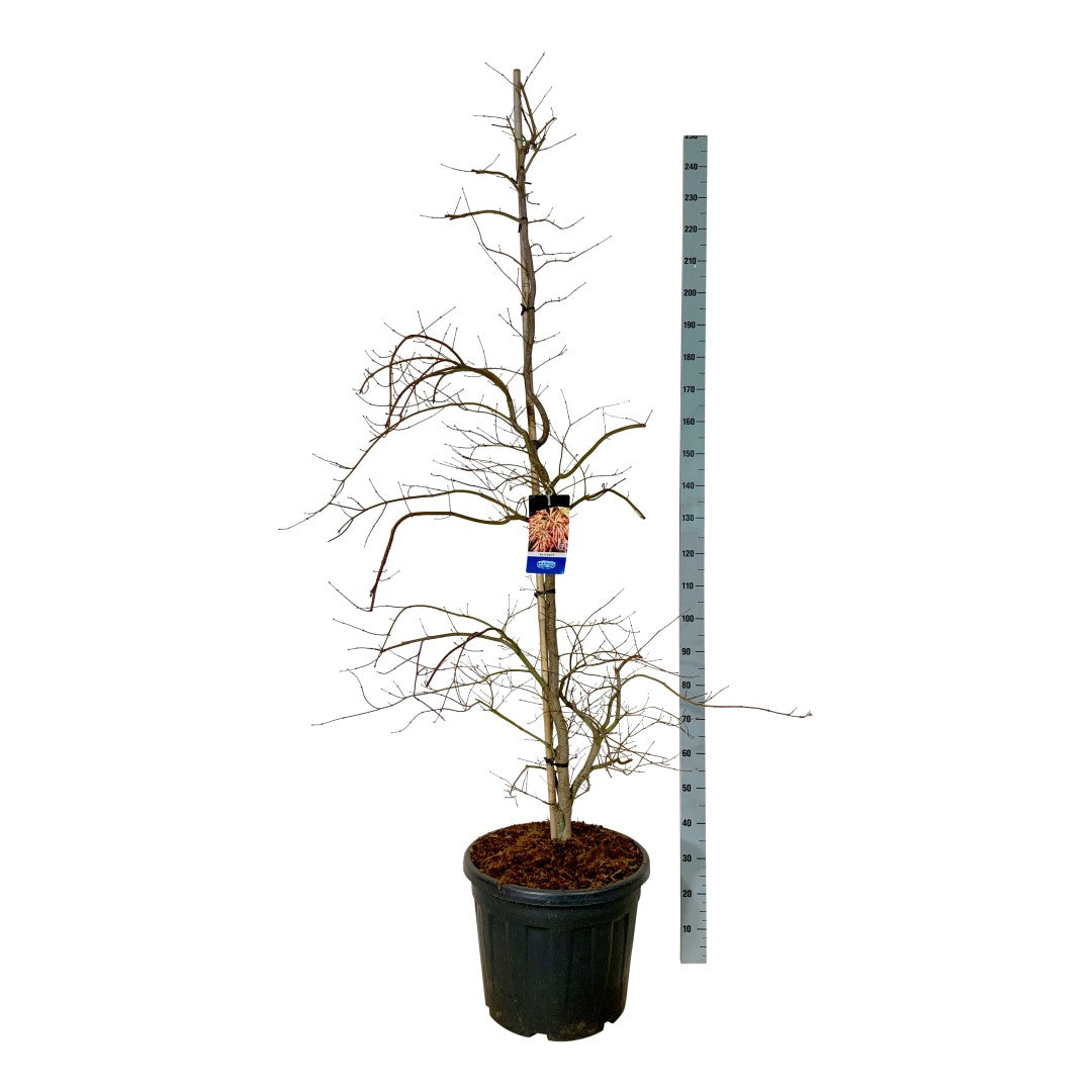Acer &
