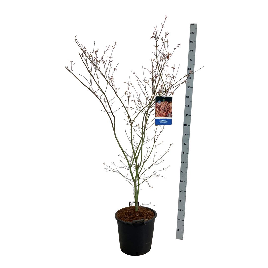 Acer &