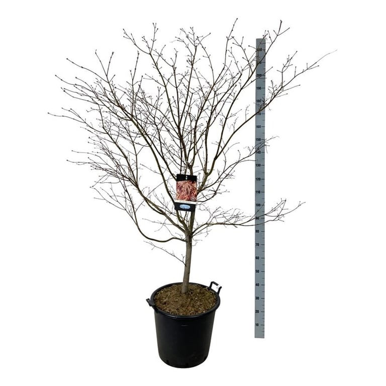 Acer &