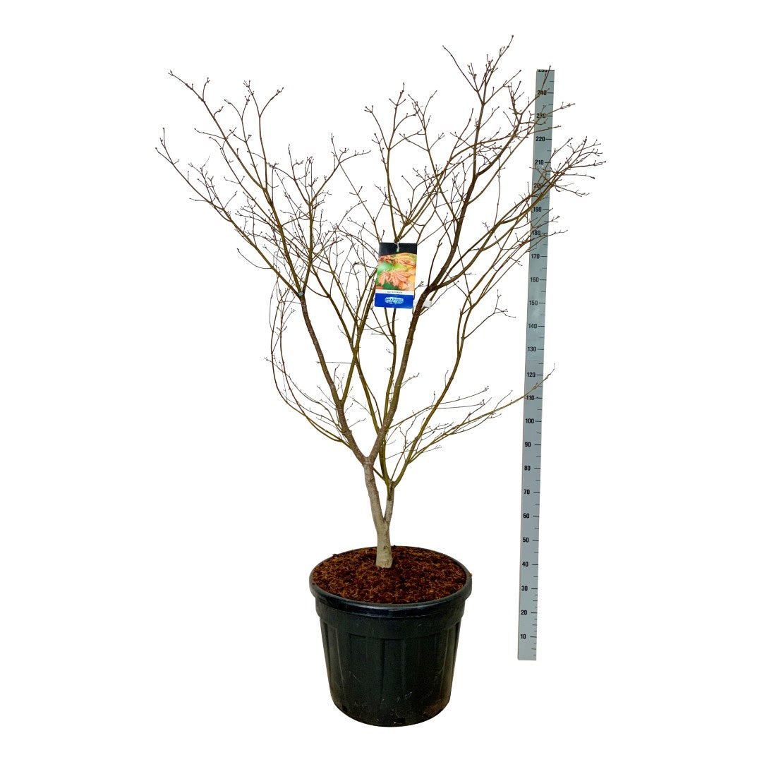 Acer &