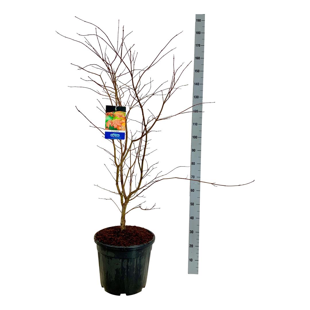 Acer &