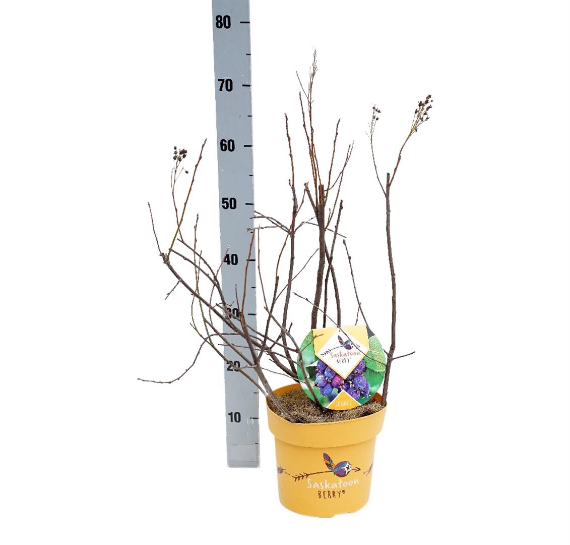 Amelanchier aln. &