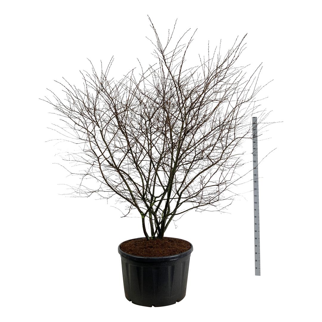 Amelanchier lamarckii C285 (285 liters kruka) 225-250 cm solitär